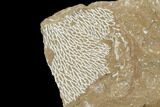 Ordovician Bryozoans (Chasmatopora) Plate - Estonia #98021-1
